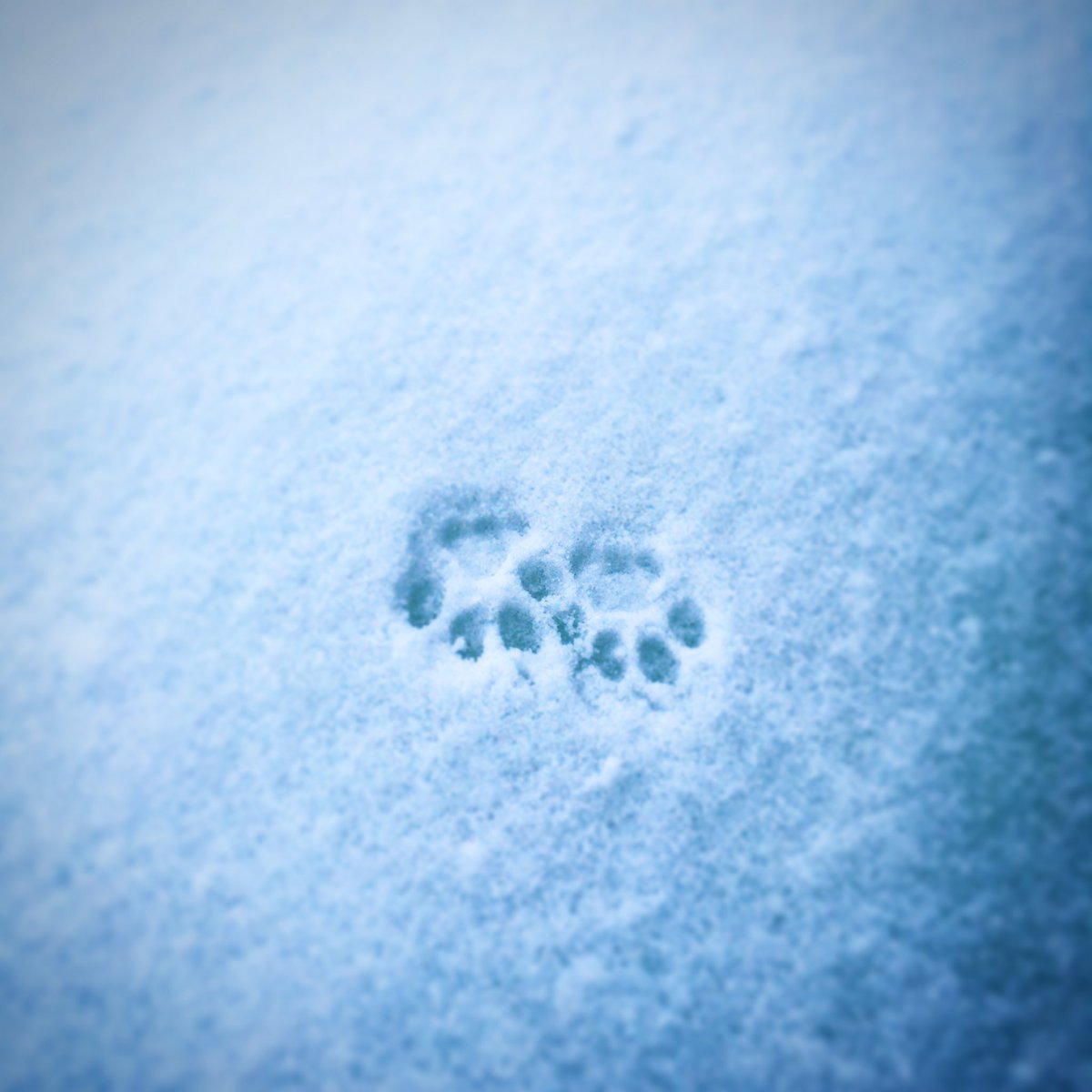 JeanErdong's tweet photo. #Cat in #SnowDay #SnowStorm2021 🐱❄️🌨😼 https://t.co/KmQ8jSb7Cm