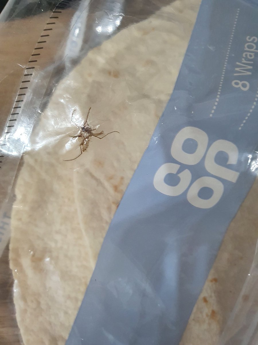mandyb1765's tweet image. When you find a dead spider stuck in the packaging of your wraps from the CO-OP