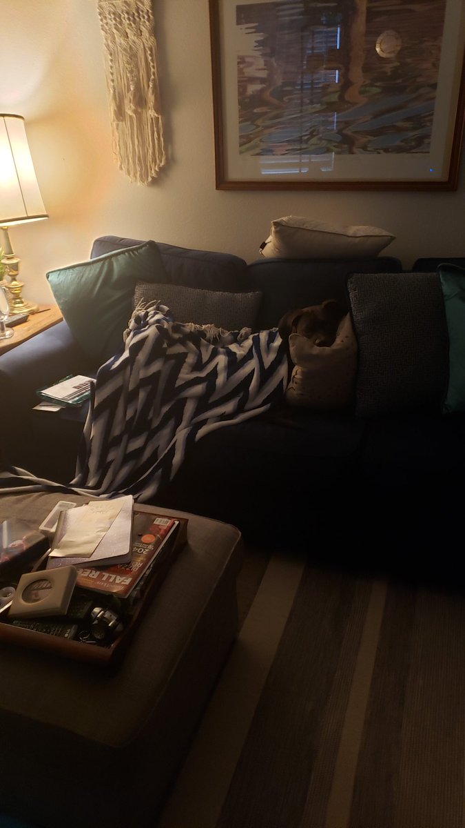 Darth_Mommie's tweet photo. Cozy and un-bothered by my leaving the house and coming back. #MagnificentRPC https://t.co/bQddrPDXfe