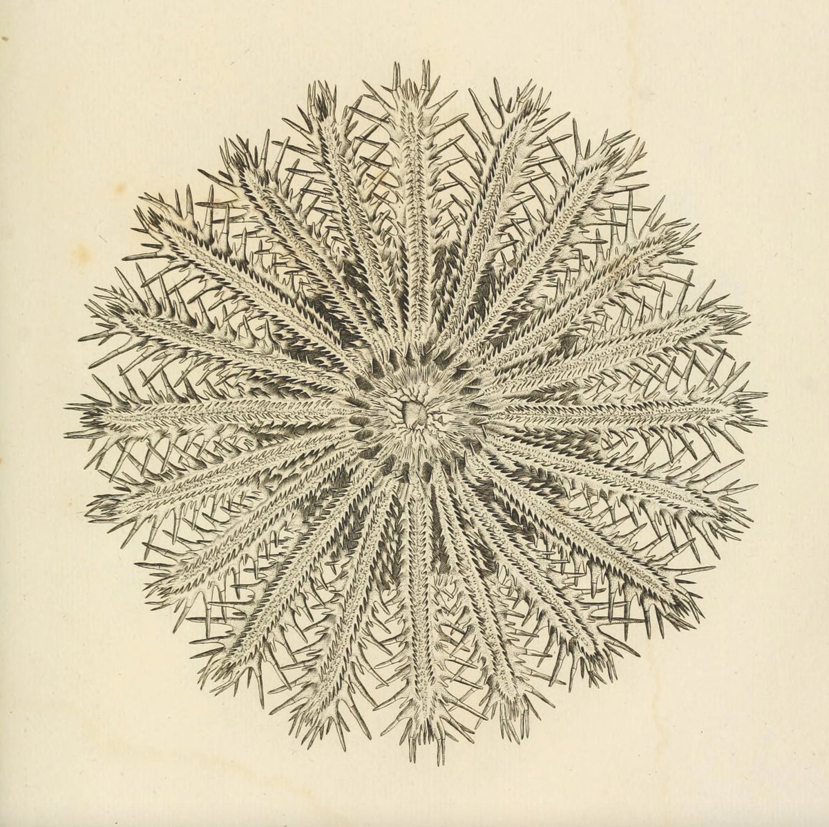 bookofcircles's tweet photo. 👈 (left) Dome of the Cathedral of Zamora, Spain ca. 1151–74. Photograph by David Stephenson, from Visions of Heaven.

👉 (right) Victorian lithograph of a type of starfish called "Asteria echinites", by Jean Vincent Félix Lamouroux (1821).

#convergentpatterns #human #nature https://t.co/BZpeFusFrP
