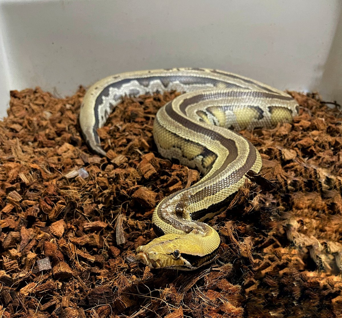 BrassmanRep's tweet image. Look at the cute face... enter at your own risk!  🤣

#shorttailpython #snake #awesome