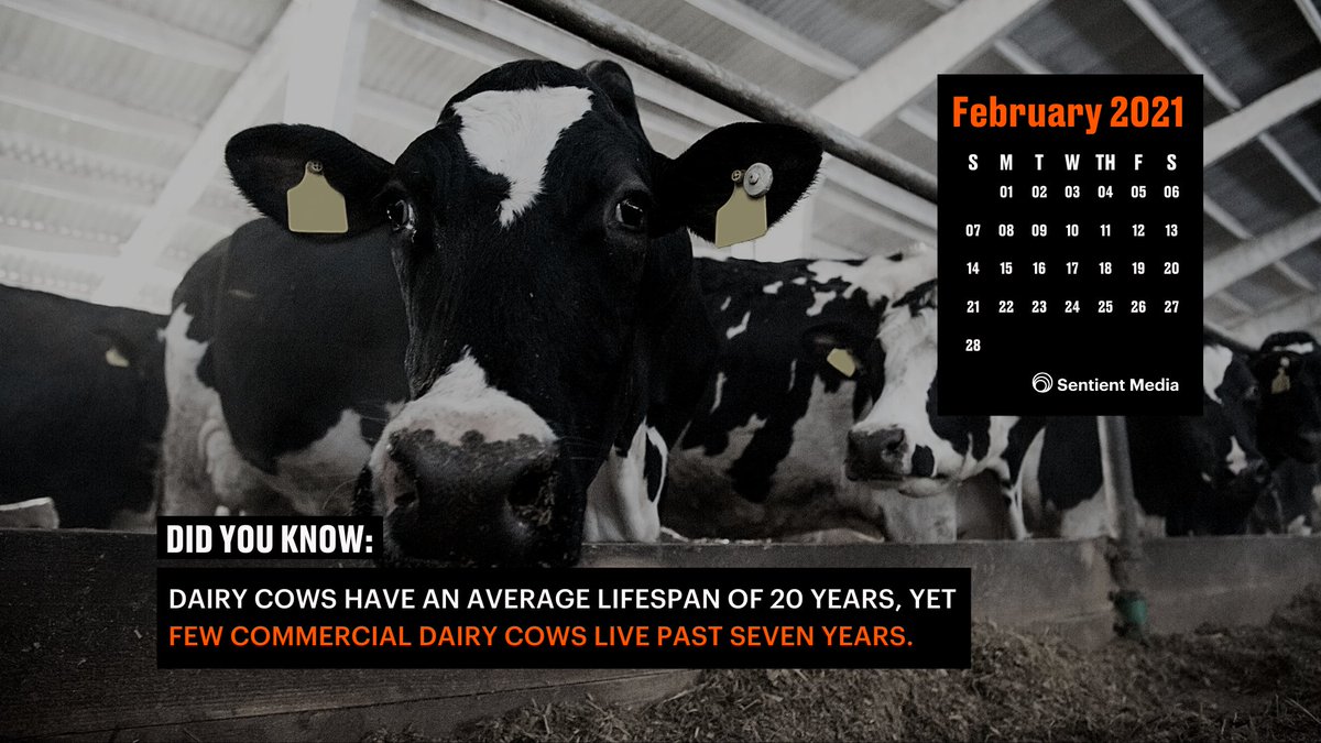 Sentient Media On Twitter The Februdairy Campaign Promotes Dairy Farming But Ignores The Consequences Of Modern Farming Practices Like Commercial Dairy Cows Reduced Lifespans Choose One Of Our February Desktop Calendar Wallpapers To