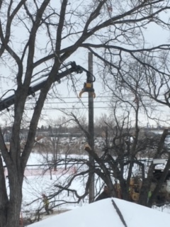 TreesWinnipeg's tweet photo. This elm tree on a private property came down today. It had Dutch elm disease. So long, old friend. 🌳🧡 

#Dutchelmdisease #saveourelms #YOTET #YOTET2021 https://t.co/DoxpEurfSu