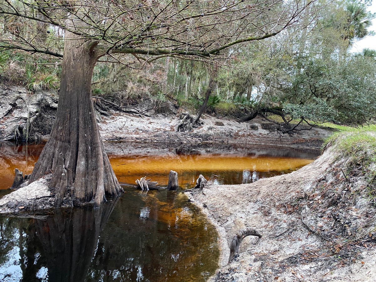 beaushow314's tweet photo. Florida in the winter. Econ River Wilderness outside of Orlando. #Travel #Florida https://t.co/LG7yD2TqGC