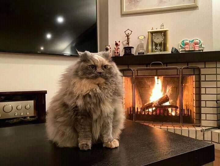 itsonlyJill 💀🌿 tweet media