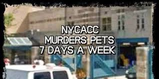 I couldn't agree with you more.  The #NYCACC Kill-Pound should create a robust #APP and preemptively ensure it has identified and trained #Fosters in specific areas like #PreNatalKittens #SpecialNeedsDogs.  No more LAST MINUTE threats to kill.
