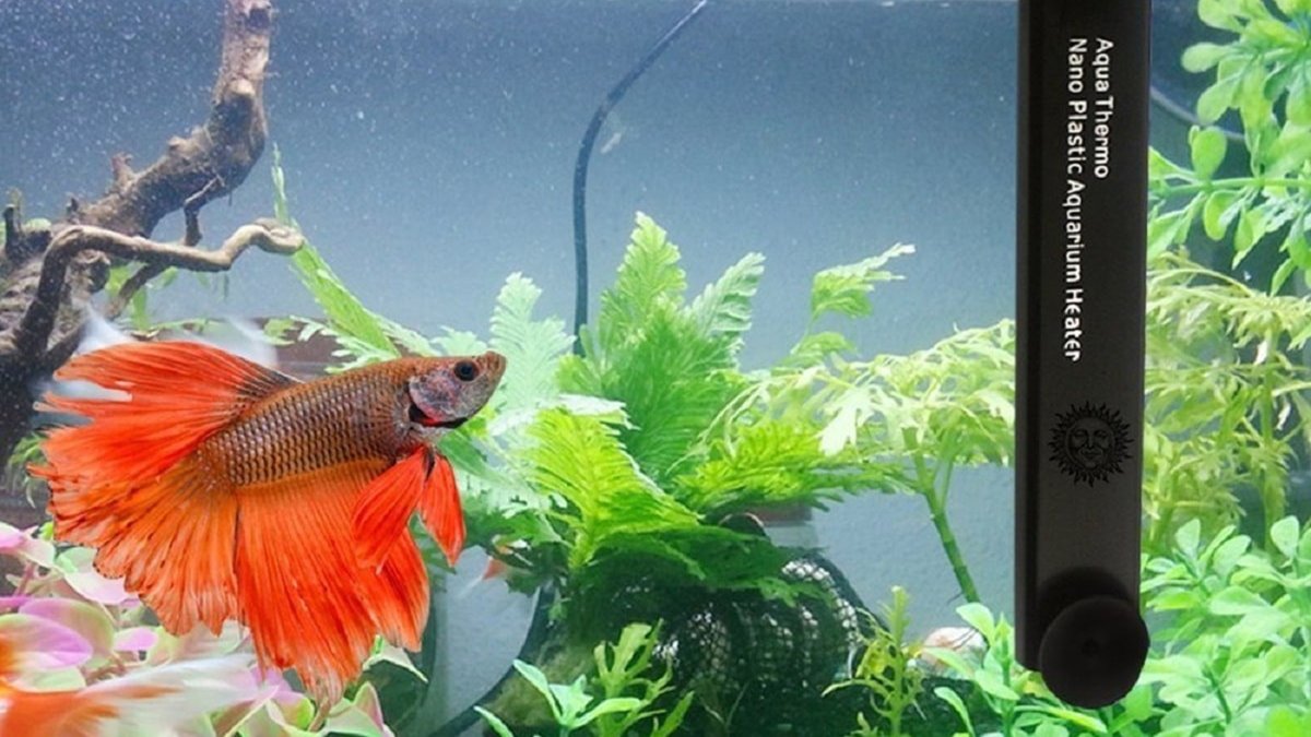 Exofauna's tweet photo. Calefacción para acuarios. Cómo mantener la temperatura óptima del agua según los peces que tengamos en el acuario. 👇😃

https://t.co/8YMxXUI7So https://t.co/EFlCgIfcdD