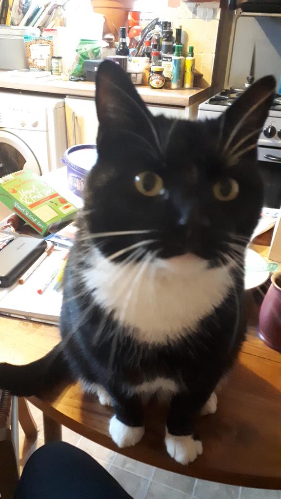 littlejen6's tweet photo. @BootstrapCook Where's my chicken mum? https://t.co/NI37XHtr6z