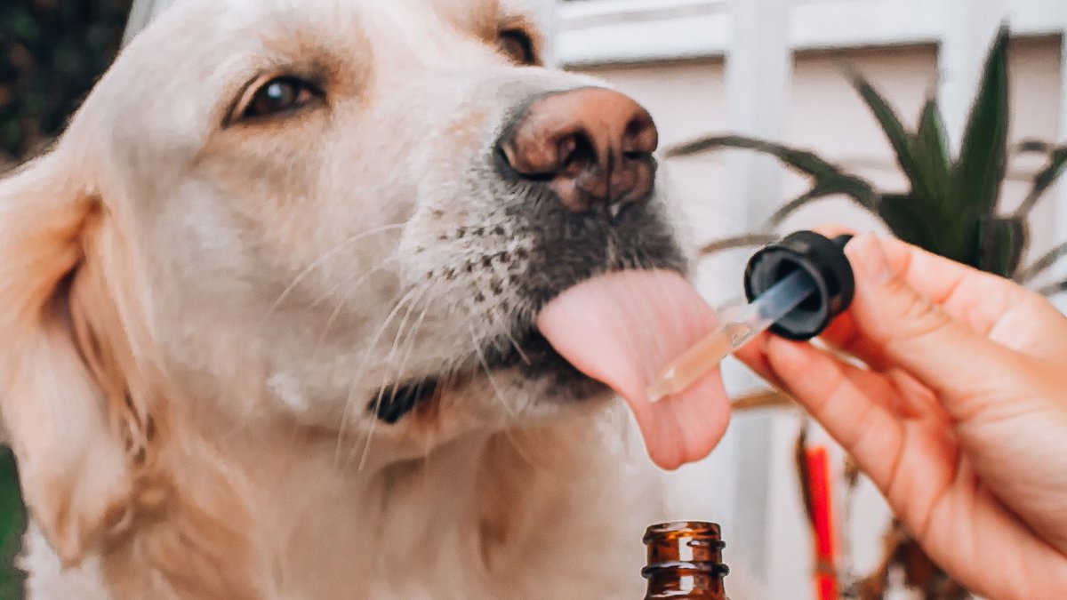 Conifer_Ins's tweet photo. Our competitive CBD and hemp coverage is customized to meet the needs of businesses with products containing less than 0.3% THC. That means even the dogs are included 🐶 https://t.co/mAuGfw0C8C
#cbd #hemp #cbdinsurance #hempinsurance #cbdoil https://t.co/tiyndLCPgH