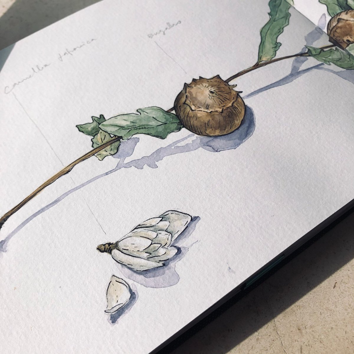 Lucia_Antunes's tweet photo. Sunday Sketch // Winter
#scientificillustration #scientificillustrator #watercolor #ilustração #illustration #botanicillustration #winsornewton #hahnemühle #winter #raphaelbrushes #quercusrobur #cameliajaponica #ocoteafoetens #camélia #carvalhoalvarinho #sketchbook https://t.co/efcwFGBEas