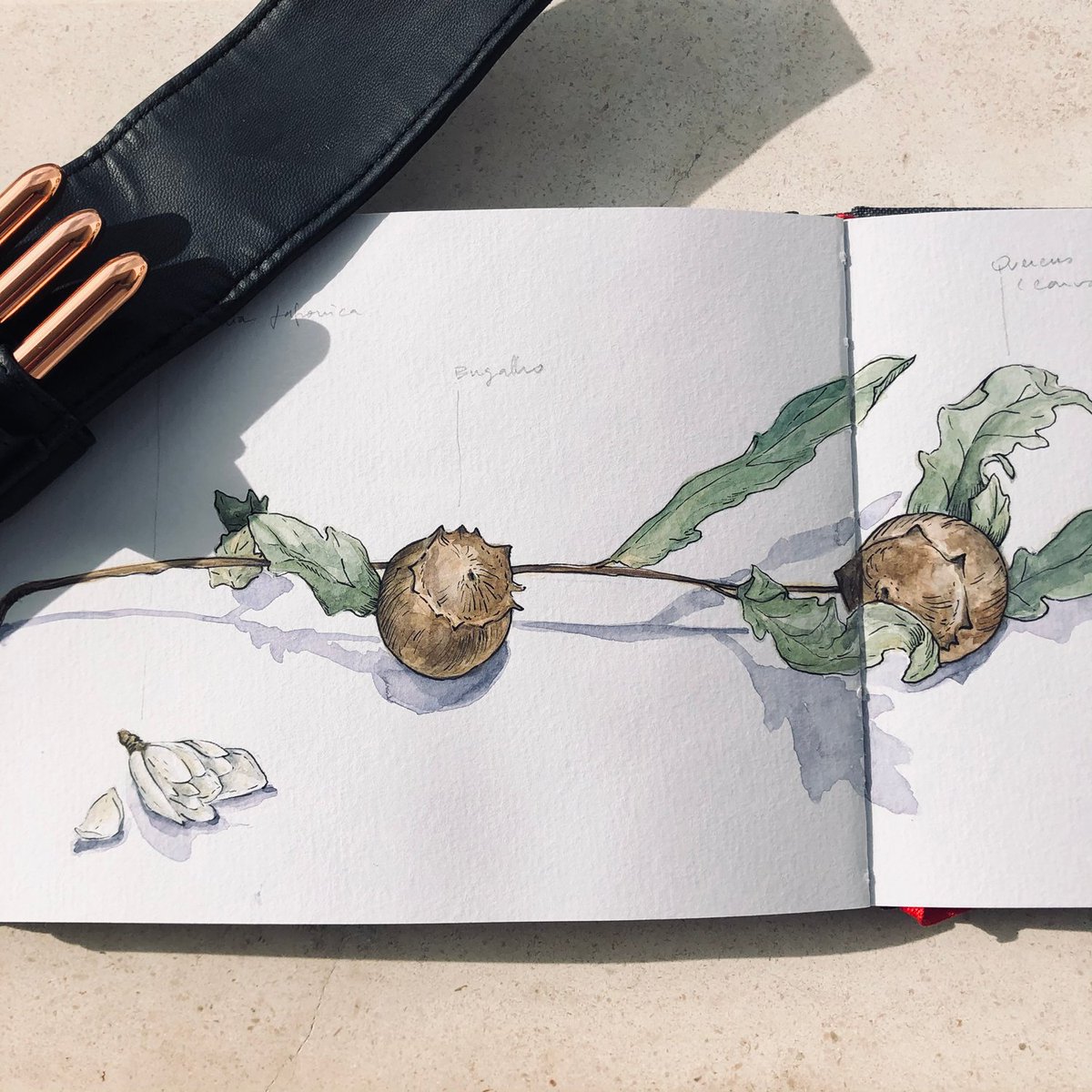 Lucia_Antunes's tweet photo. Sunday Sketch // Winter
#scientificillustration #scientificillustrator #watercolor #ilustração #illustration #botanicillustration #winsornewton #hahnemühle #winter #raphaelbrushes #quercusrobur #cameliajaponica #ocoteafoetens #camélia #carvalhoalvarinho #sketchbook https://t.co/efcwFGBEas