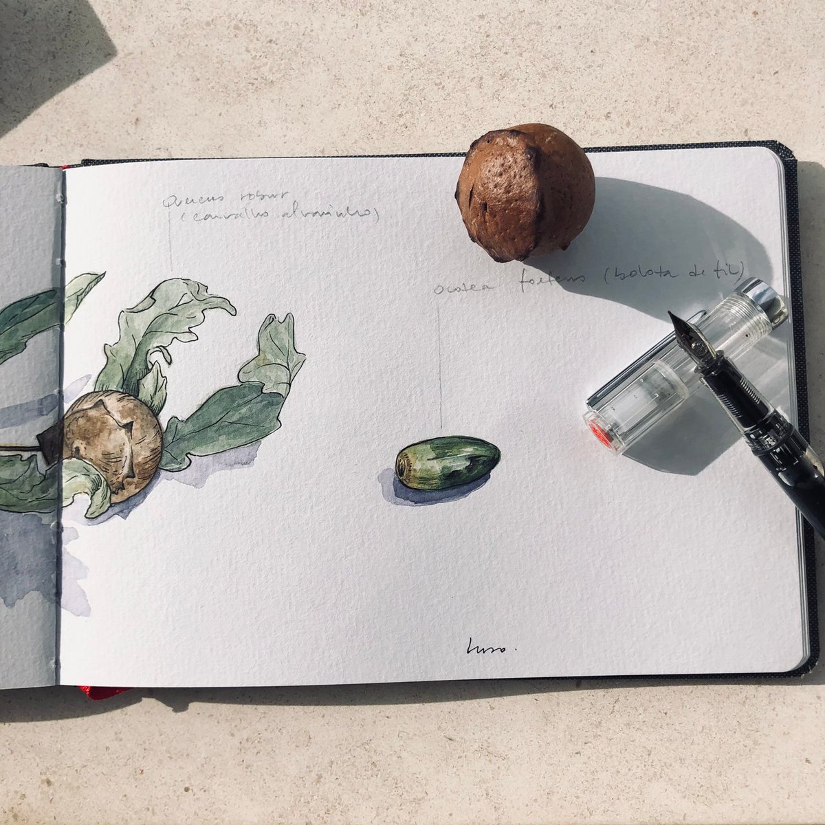 Lucia_Antunes's tweet photo. Sunday Sketch // Winter
#scientificillustration #scientificillustrator #watercolor #ilustração #illustration #botanicillustration #winsornewton #hahnemühle #winter #raphaelbrushes #quercusrobur #cameliajaponica #ocoteafoetens #camélia #carvalhoalvarinho #sketchbook https://t.co/efcwFGBEas