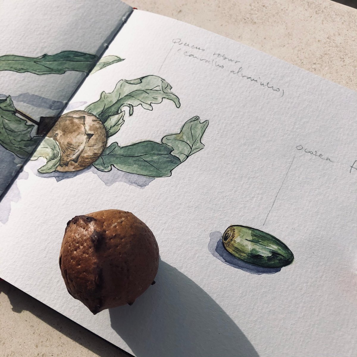 Lucia_Antunes's tweet photo. Sunday Sketch // Winter
#scientificillustration #scientificillustrator #watercolor #ilustração #illustration #botanicillustration #winsornewton #hahnemühle #winter #raphaelbrushes #quercusrobur #cameliajaponica #ocoteafoetens #camélia #carvalhoalvarinho #sketchbook https://t.co/efcwFGBEas