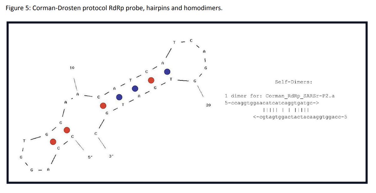 30:00Probe discussion- doesn’t give signal if properly designed.We demonstrate the are not properly designed in the addendum. RdRp probe hairpins and homodimers.