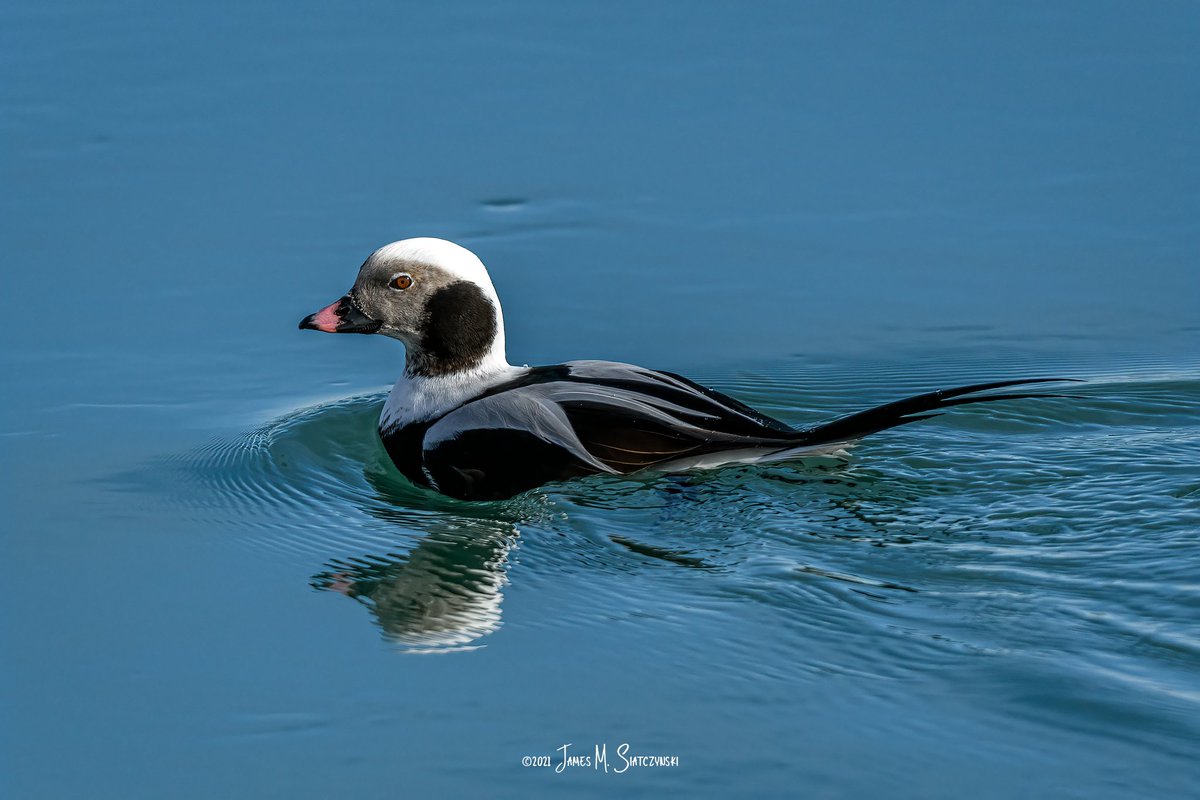 jsiatczy's tweet photo. Long Tail Duck - Port Huron, Michigan
@PureMichigan @NikonUSA @PointEdward @DucksUnlimited @DiscoverTheBlue @bwriverwalk @cityofporthuron @MichiganAudubon @DowntownPH #Longtailduck https://t.co/2hjadftY4e