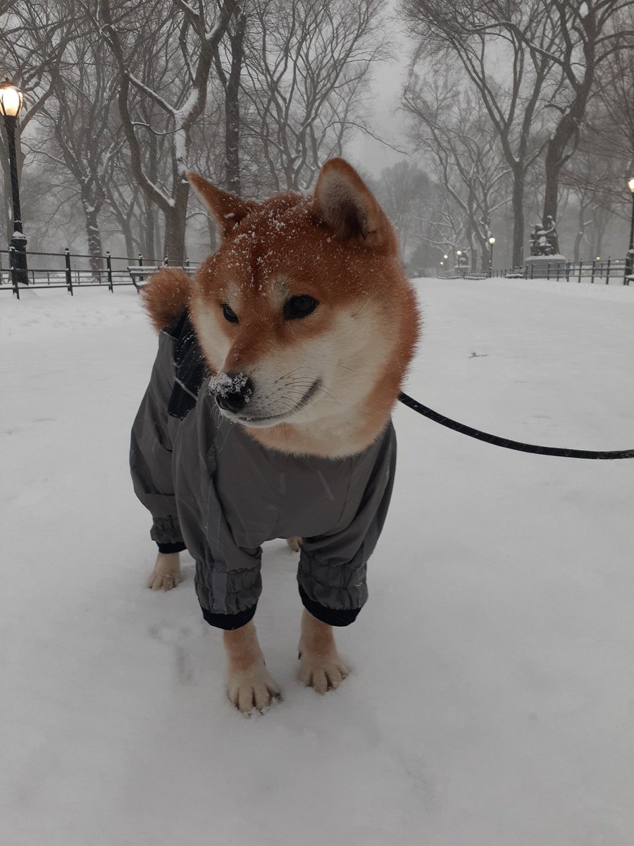 Gothamist's tweet photo. We;ve added more photos of NYC dogs enjoying the snow! This is Musashi, who is meh about the snowsuit, in Central Park: https://t.co/jpNeChXVLL https://t.co/JZUK8hSd2Y