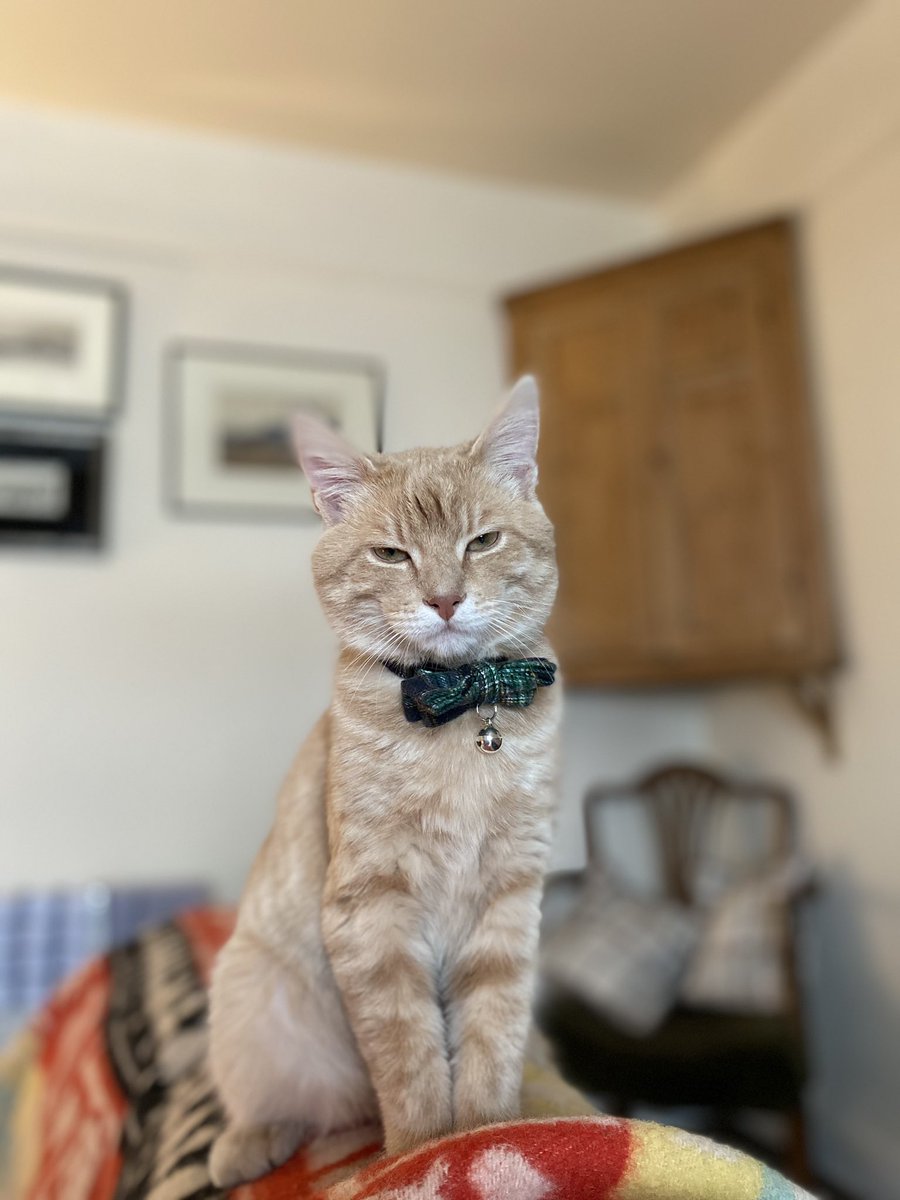 He’s very proud of his bow tie . This cat has me in stitches so often. I swear he’s been here before . #cattales #CatsOfTwitter  #gingercatsrule
