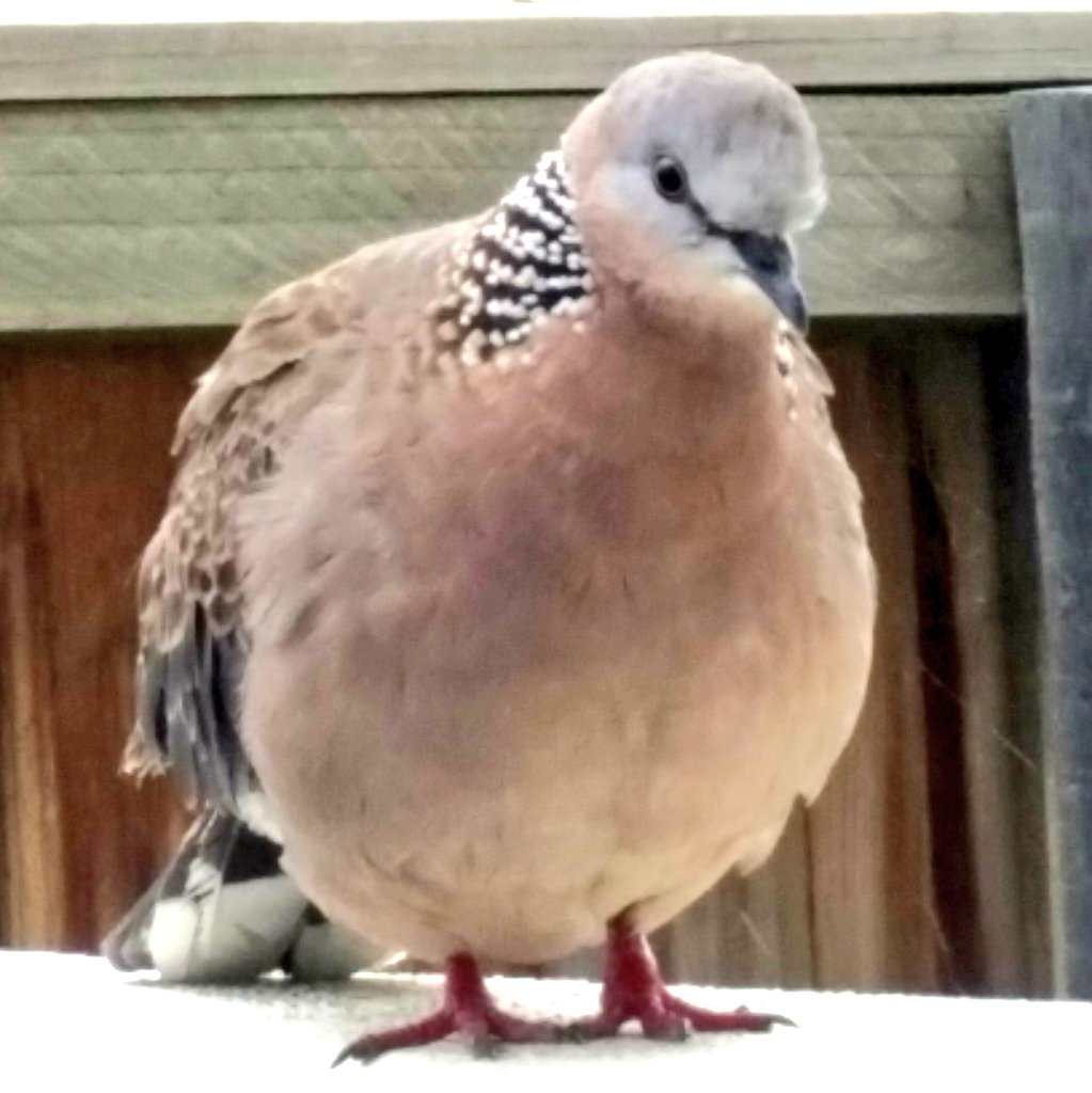 pjf's tweet photo. Please admire how spherical my friend is today. #BirbReprieve https://t.co/uEYJeTcdvk