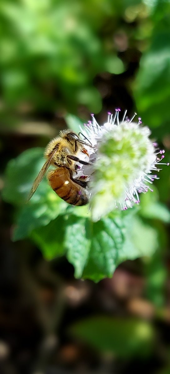 TomStevo123's tweet photo. A welcome sight to the garden

#Bee #SaveTheBees #Animals #Flowers #Nature https://t.co/mGVFirkNfh