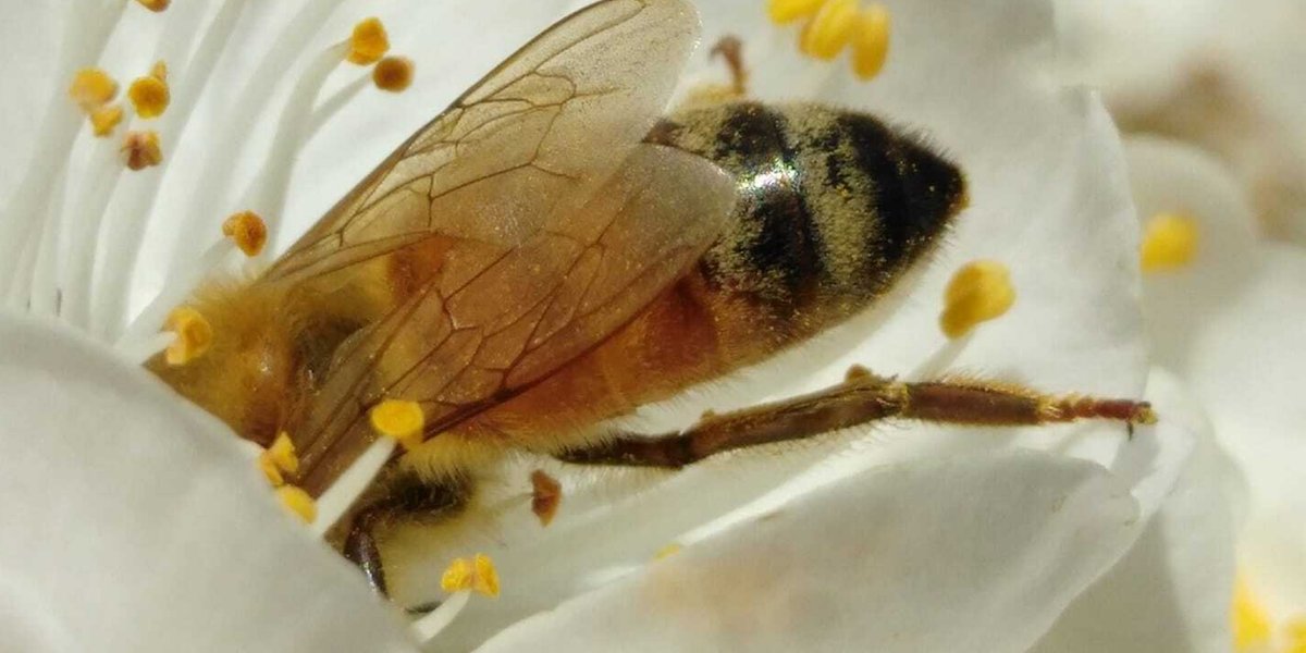 Did you know HarvestPort growers are extremely bee conscious and NEVER use insecticides during bloom? Contact us for more information on products that protect bees and other “essential workers."
