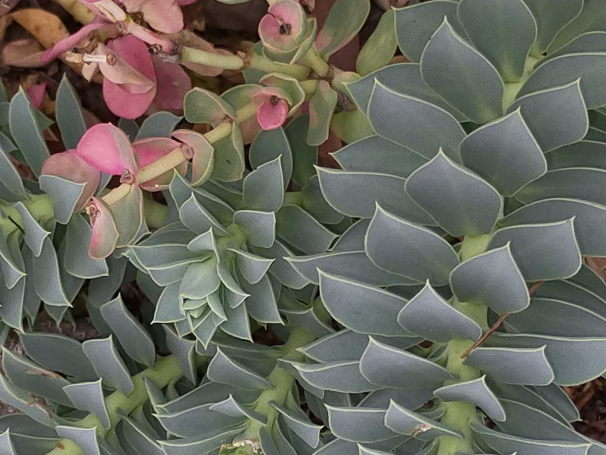 D_Melissa2's tweet photo. Snapped this plant photo yesterday. Was parked outside pool carpark taking squeaks after school swim 💓. It's a succulent with very pretty pink flowers. Anyone can identify it? Much thanks 😘💖 https://t.co/kJVTDbJUX7