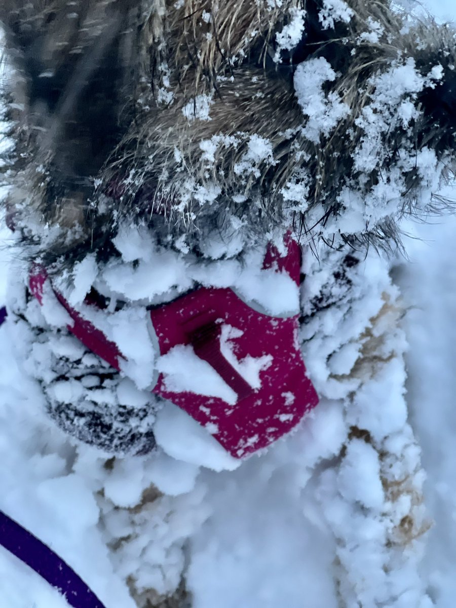 I’m a snow pup! 💕☃️ #BTPosse #dogsoftwitter <a href="/equafleece/">DogCoatsJumpersSuits</a> #snowdog <a href="/ruffwear/">Ruffwear</a> #pennyforyourthoughts #Noreaster2021