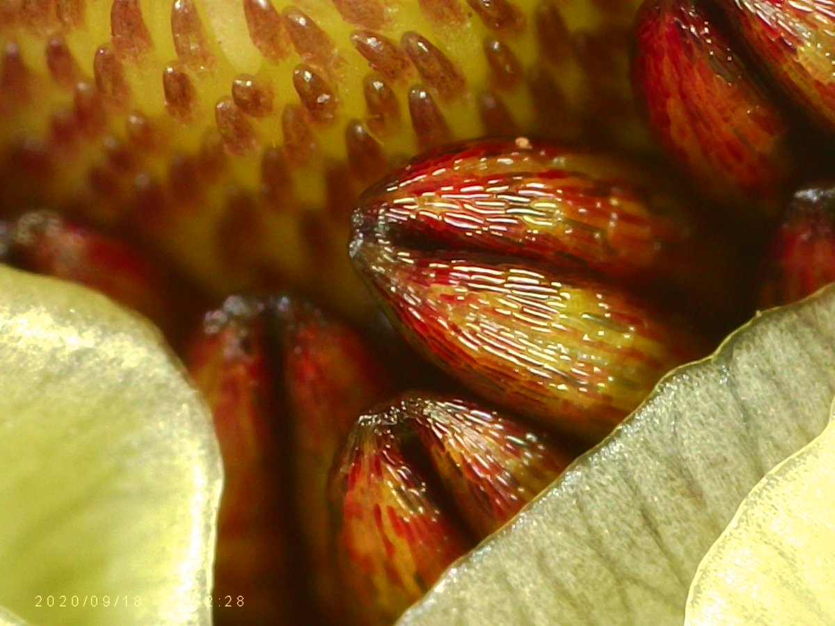 1000_stuff's tweet image. Ranunculus magnified x 1000