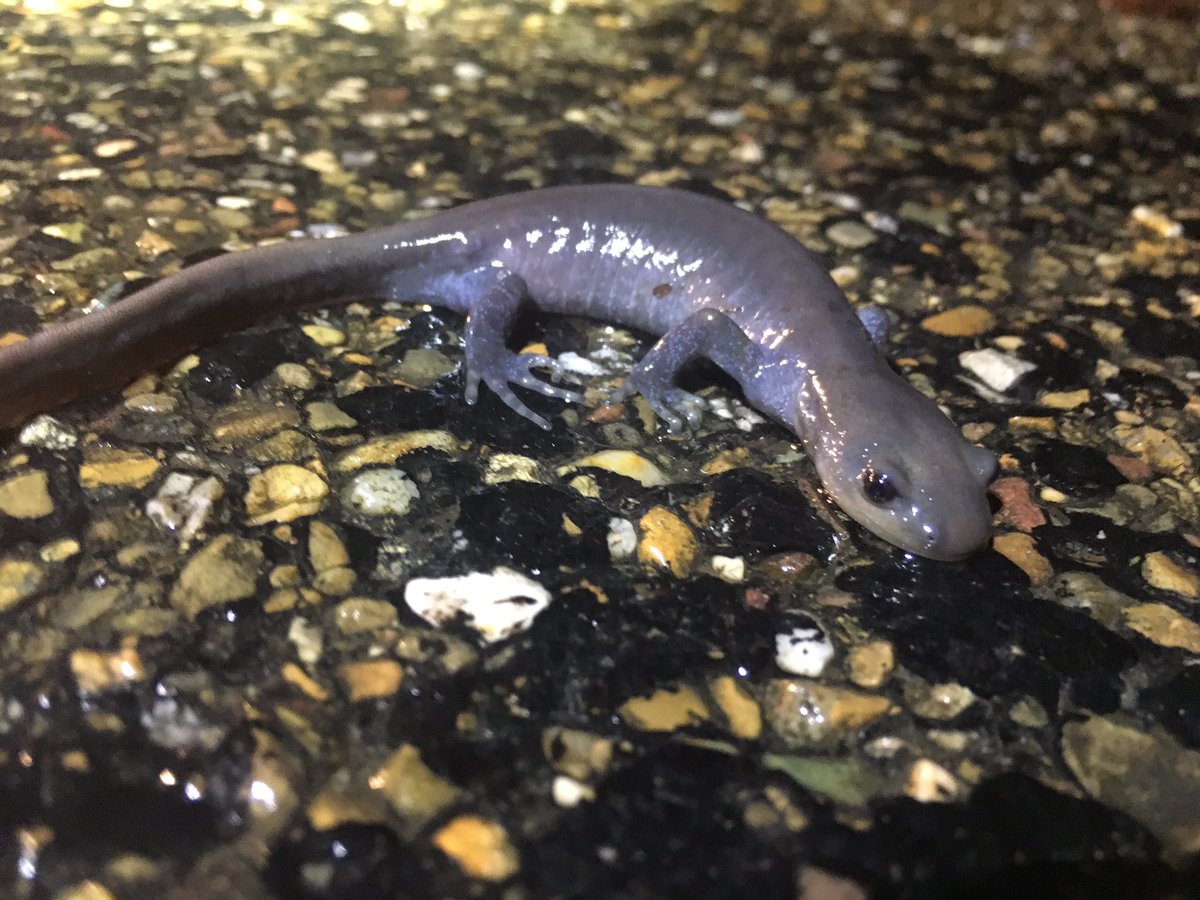 HotHerps's tweet photo. 2021 is one of the first years I haven’t found any stray January #herps in se OH. I’ve noticed they’re almost always Jeff’s or some random #plethodon (ravine pictured here). #salamanders https://t.co/UgFBrNSXCg