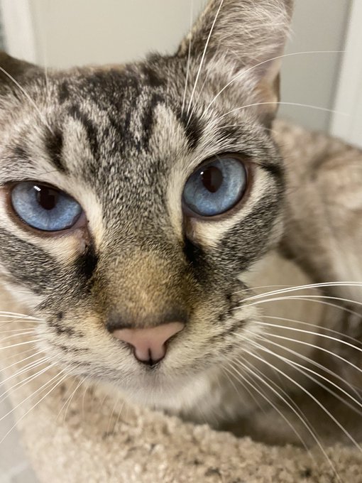 blue boi blue boi HANDSOME LIL MAN https://t.co/z8TsYFiQK8