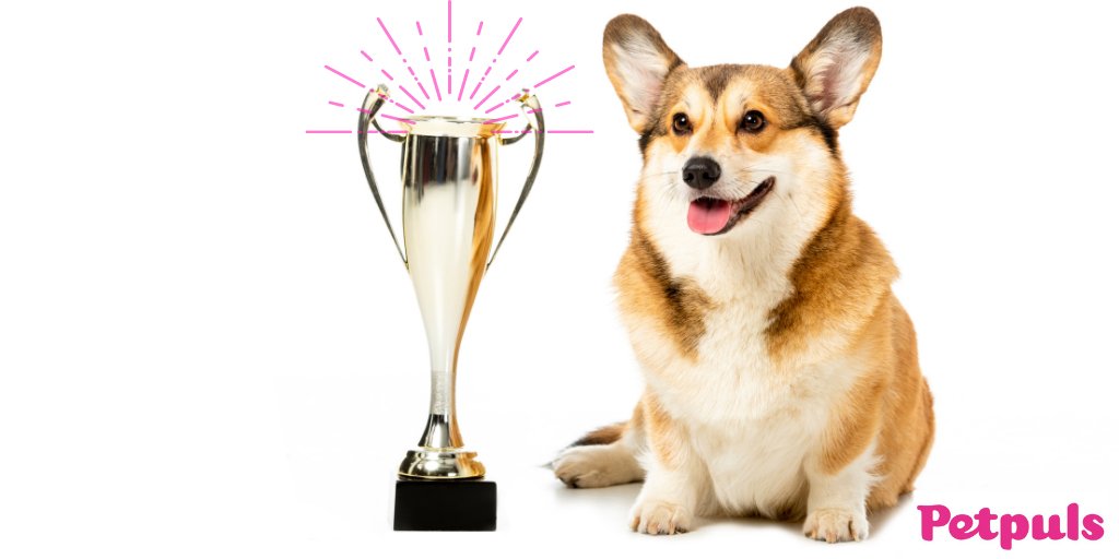 petpuls's tweet photo. Petpuls was recently recognized as “Connected Pet Care Solution of the Year” by IoT Breakthrough Award! Check us out on the 2021 winners page under Consumer IoT 🏆 https://t.co/bFYMJU0KZm