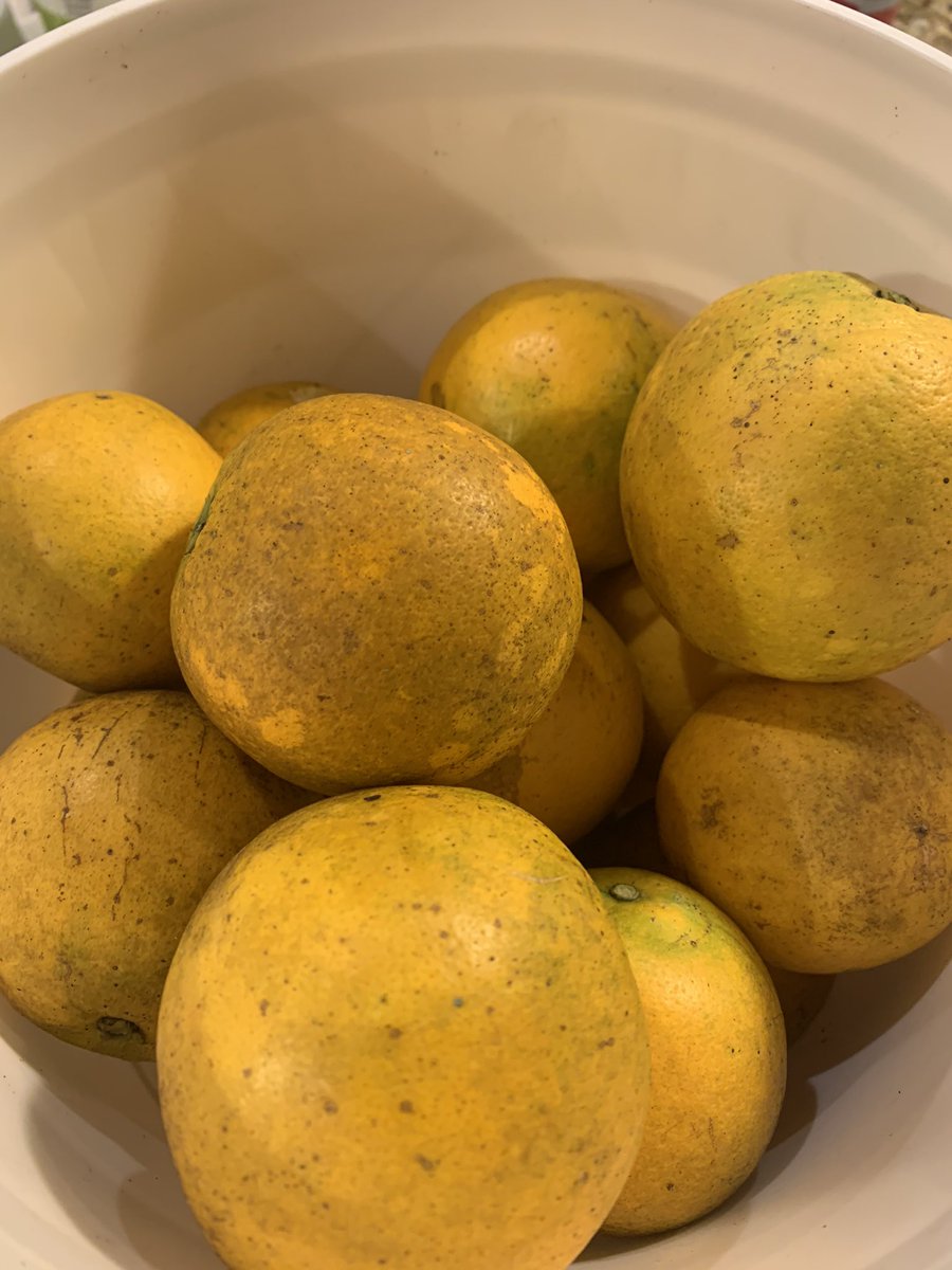 ZillaDaKilla316's tweet photo. #FloridaLife #FreshOJ #Handpicked #bitcoin https://t.co/JYUflLjzB4