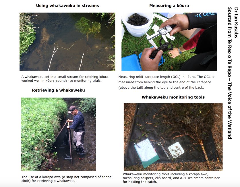 Nz Science Learning Hub A Twitter Learn About Kōura A Taonga And Indicator Species And Drrotokakahi S Cool Research With Traditional Tau Kōura There S Even An Activity To Make Your Own