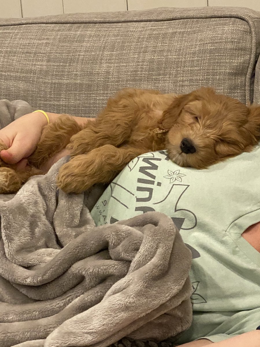 Ruby_RedPanda's tweet image. I made so many new friends today thank you #dogsoftwitter for welcoming me! I look forward to many dog piles in the future!