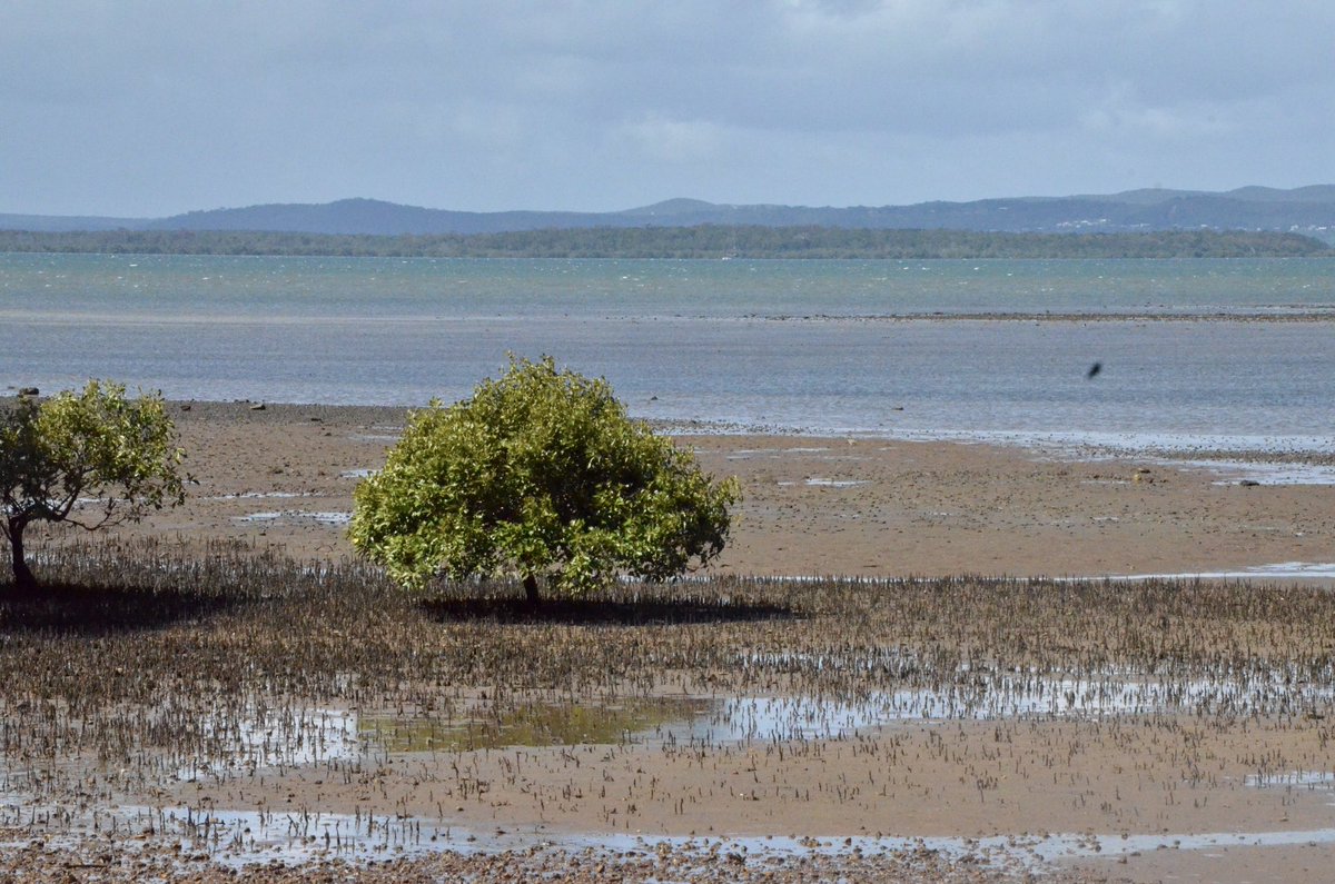 Happy #WorldWetlandsDay! These mudflats at #ToondahHarbour in Moreton Bay #Ramsar site will always hold a special place in my heart as it was the first time I saw a #CriticallyEndangered Eastern Curlew. ⁦@sussanley⁩ please #RespectRamsar & #SaveToondah! ⁦@BirdlifeOz⁩