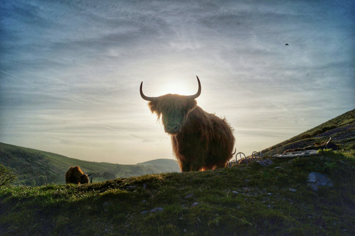 thecrush80's tweet photo. Some old pics of of the Highland cattle of Cwmerfyn https://t.co/ih3VkrELe8