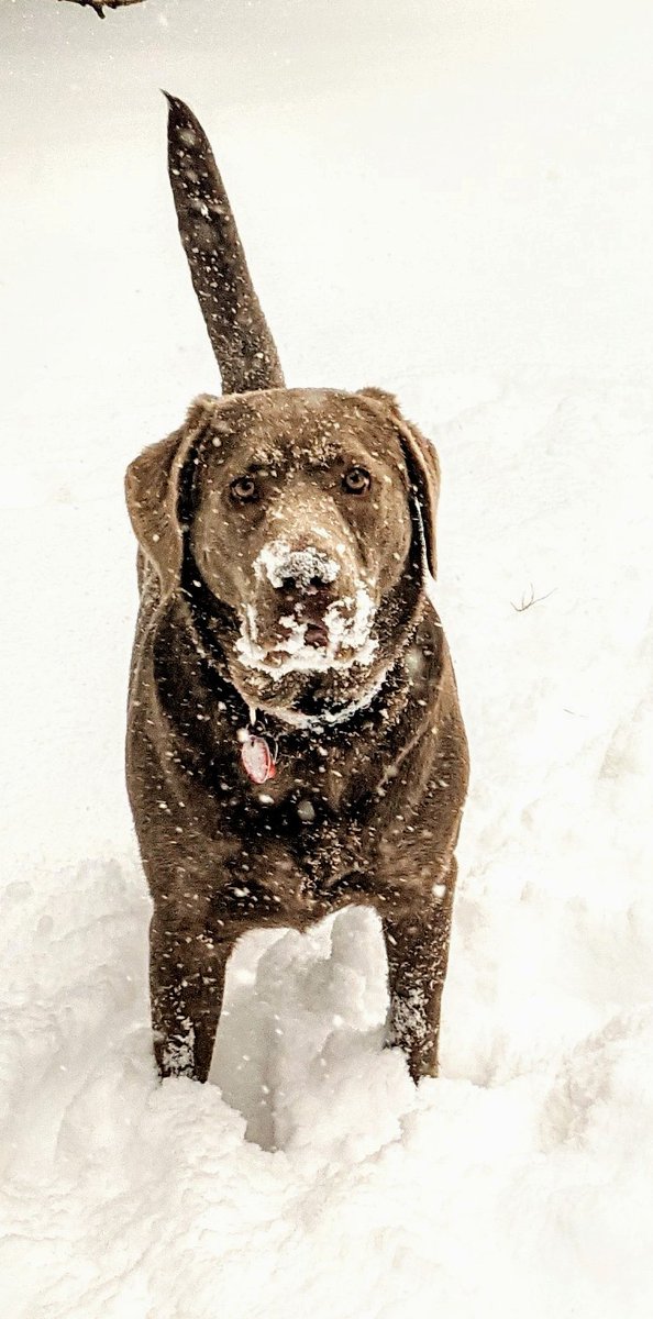 NormanMarques's tweet image. Madison Winter the Silver Lab in Mahopac, NY. #madisonwinter #silverlabsofinstagram #orvisdogs #spoiledpup #n12weather #news12weather