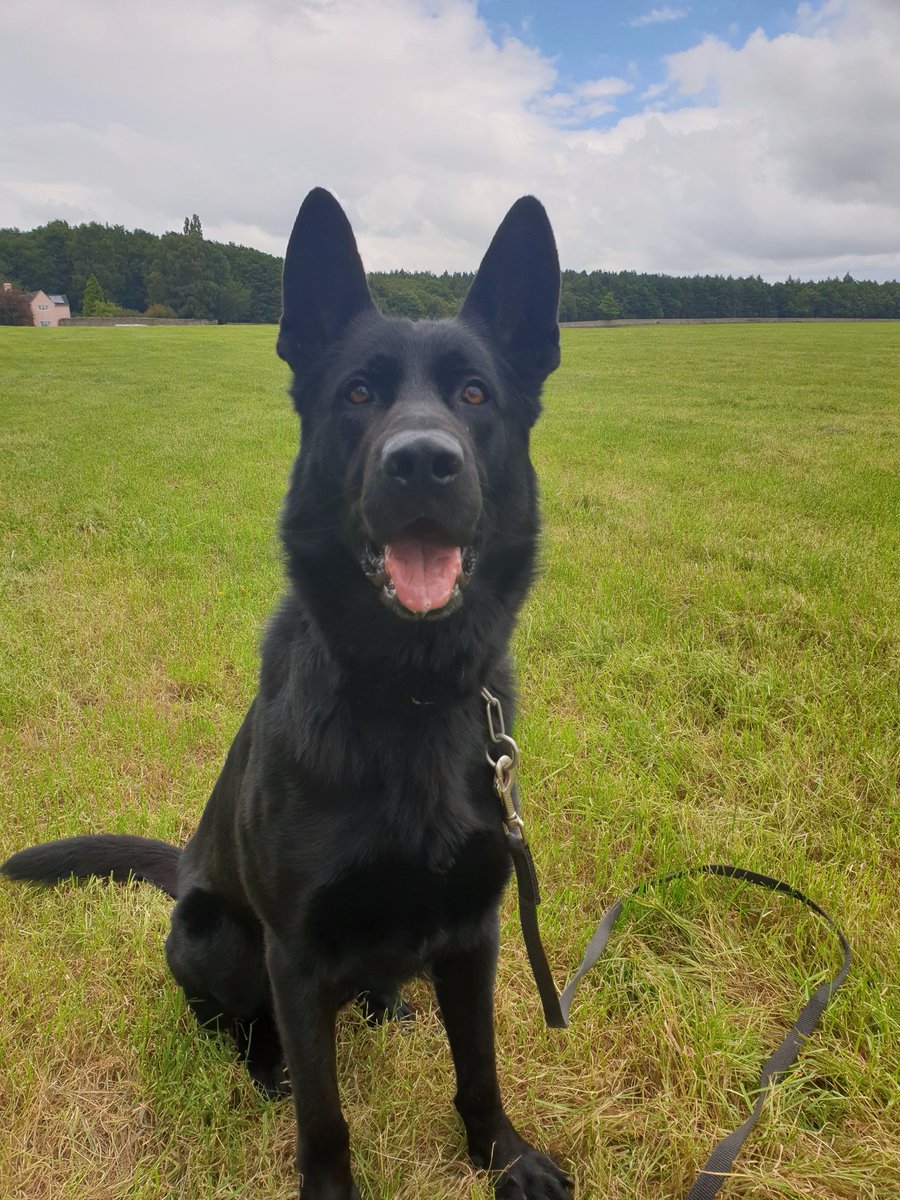 StaffsDogs's tweet photo. Following a disturbance in South Staffs area on 01/02/2021, a male had made off from the scene. Pd Neo called in to assist with a search. A male was located and arrested a short distance away with the help of the nose. Vdu 0688 refers. https://t.co/wLQmtBDrxc