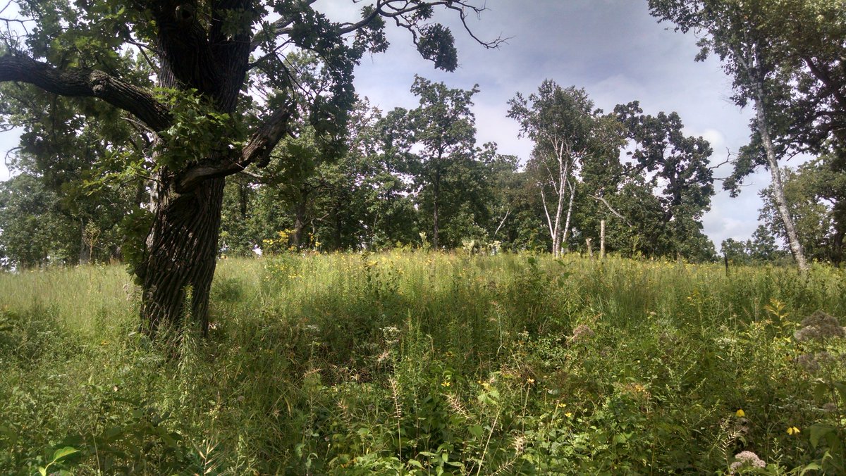 Pleasant Valley Conservancy is one of the most outstanding oak savannas I’ve been to and began as a weekend retreat for Kathie, Tom, and their kids while Tom was a professor of microbiology at the University of Wisconsin3/