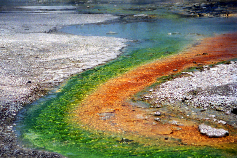 With Hudson Freeze and supported by a grant from the  @NSF, Tom discovered that bacteria are living in hot springs like this one in Yellowstone National Park!/5 https://en.wikipedia.org/wiki/Thermus_aquaticus#/media/File:A032,_Yellowstone_National_Park,_Wyoming,_USA,_hot_springs,_2001.jpg