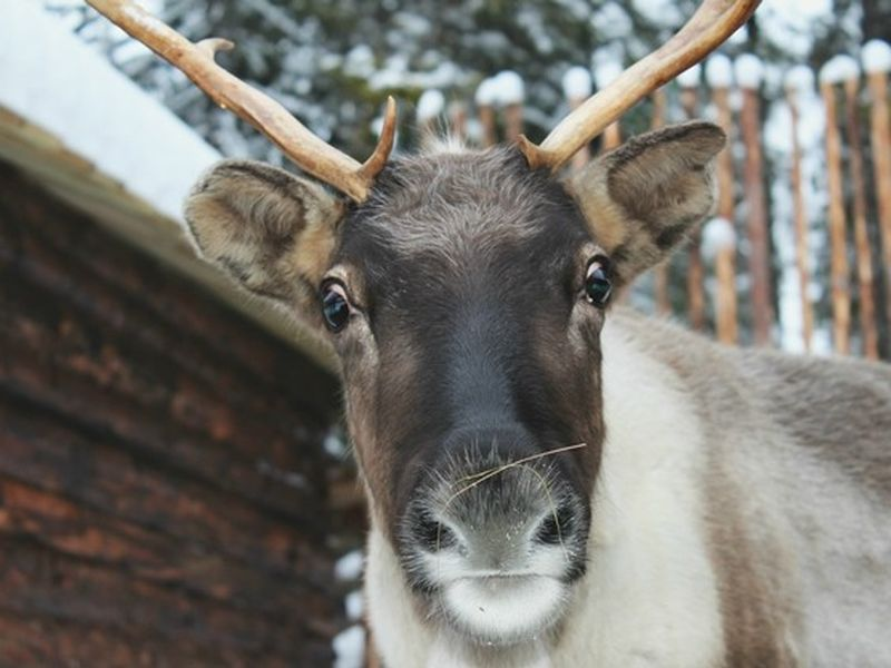 Северный олень в тундре. Б оленья. Ферма северный олень анциферово. Кроноцкий заповедник северный олень. Оленья ферма в анциферово.