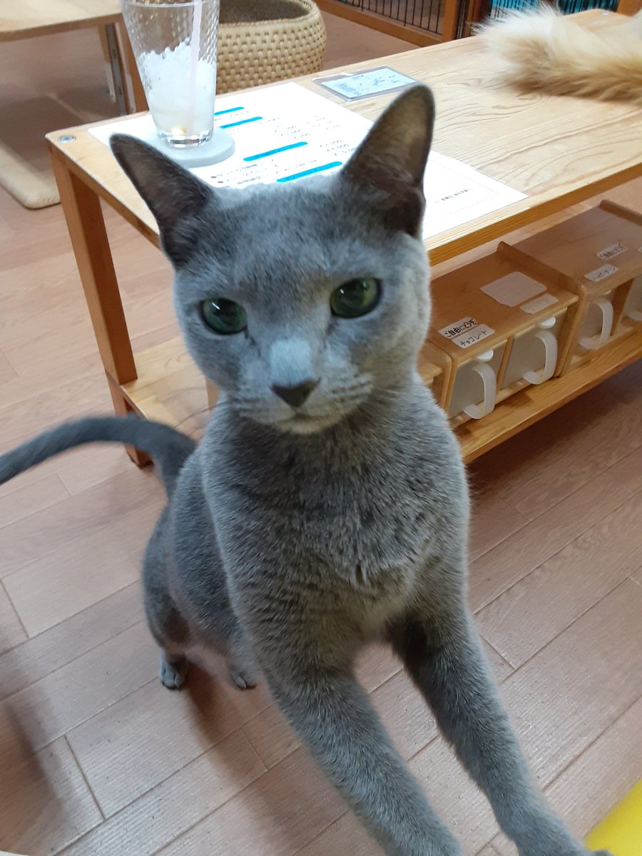 猫カフェちぐら 今日の猫カフェちぐら 新潟県一の美人さん あくまでも個人の感想です 新潟 猫 猫カフェ ロシアンブルー ルナ助 猫カフェちぐら 今日の猫カフェちぐら 新潟県一の美人さん あくまでも個人の感想です 新潟 猫 猫カフェ ロシアンブルー ルナ助