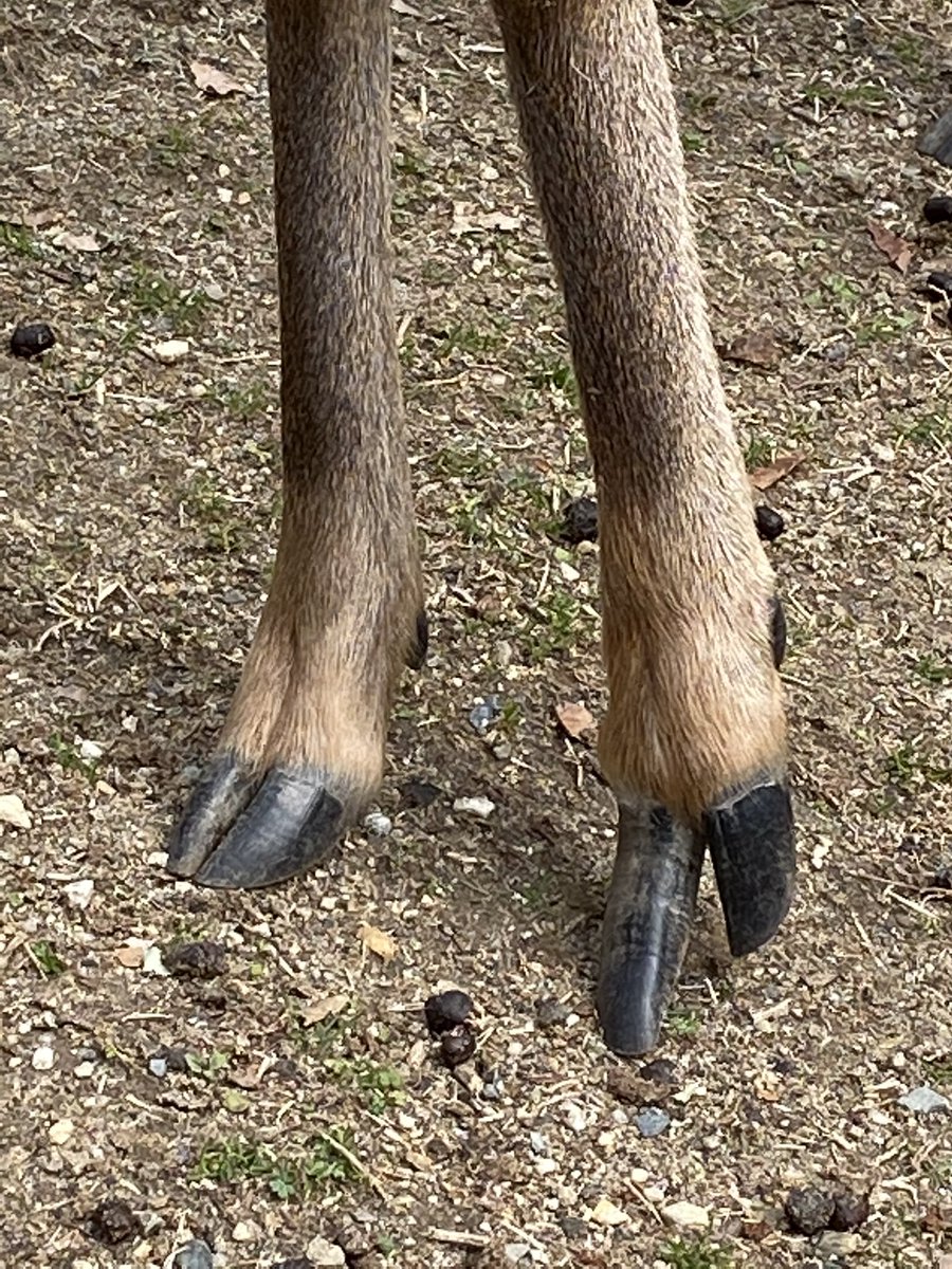 鹿の蹄 EtM23wvVkAA4PMd.jpg?format=jpg