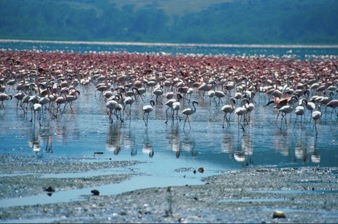 Wetlands are ecosystems of extreme importance. They retain and release surface water, rains, flood and ground water. They also support innumerable biodiversity to complete their life cycle. 
#ChilkaLake is one #RamsarConvention 
#WetlandsandWater #WetlandsDayKe #KenyaSAFI