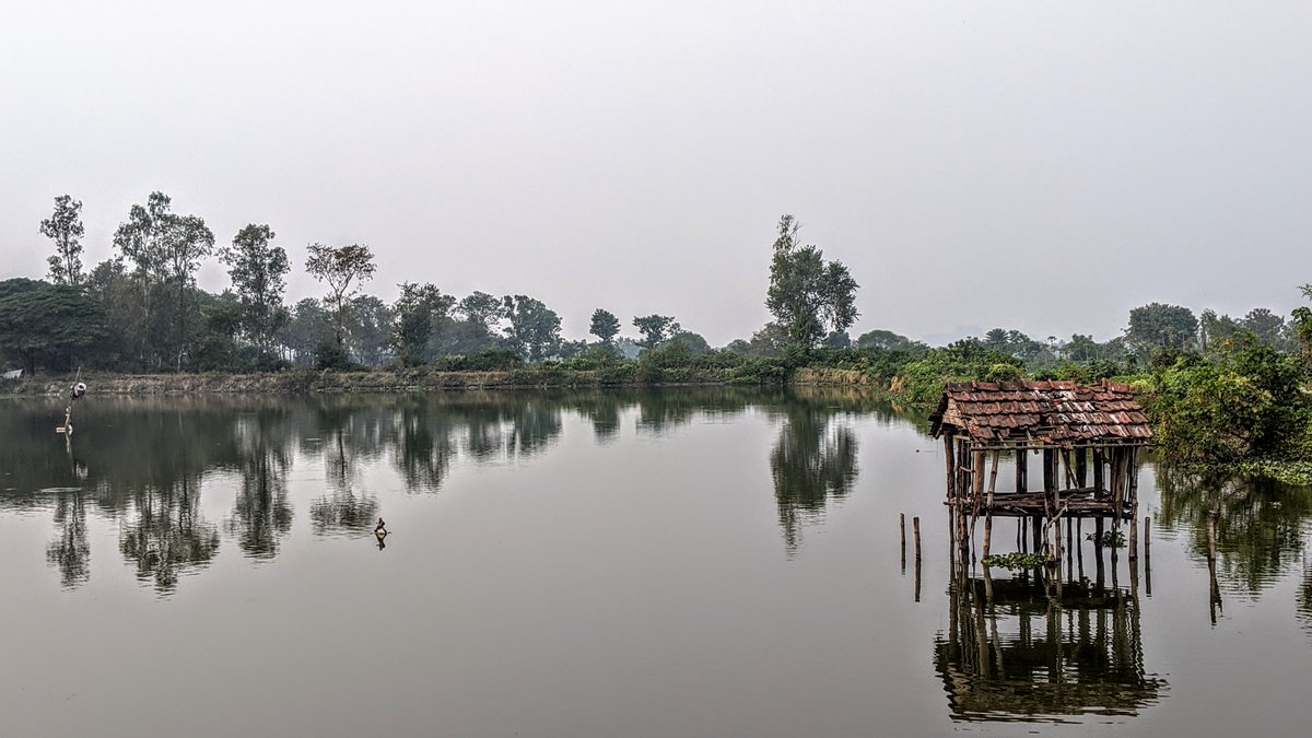 The  #wetlands have profound  #ecological & economic impacts; they foster  #biodiversity - hosting more than 65 types of birds, dozens of reptiles & amphibians,& 16 species of mammals. It is also estimated to hoover up 60% of the carbon dioxide from Kolkata's air and sequester it.