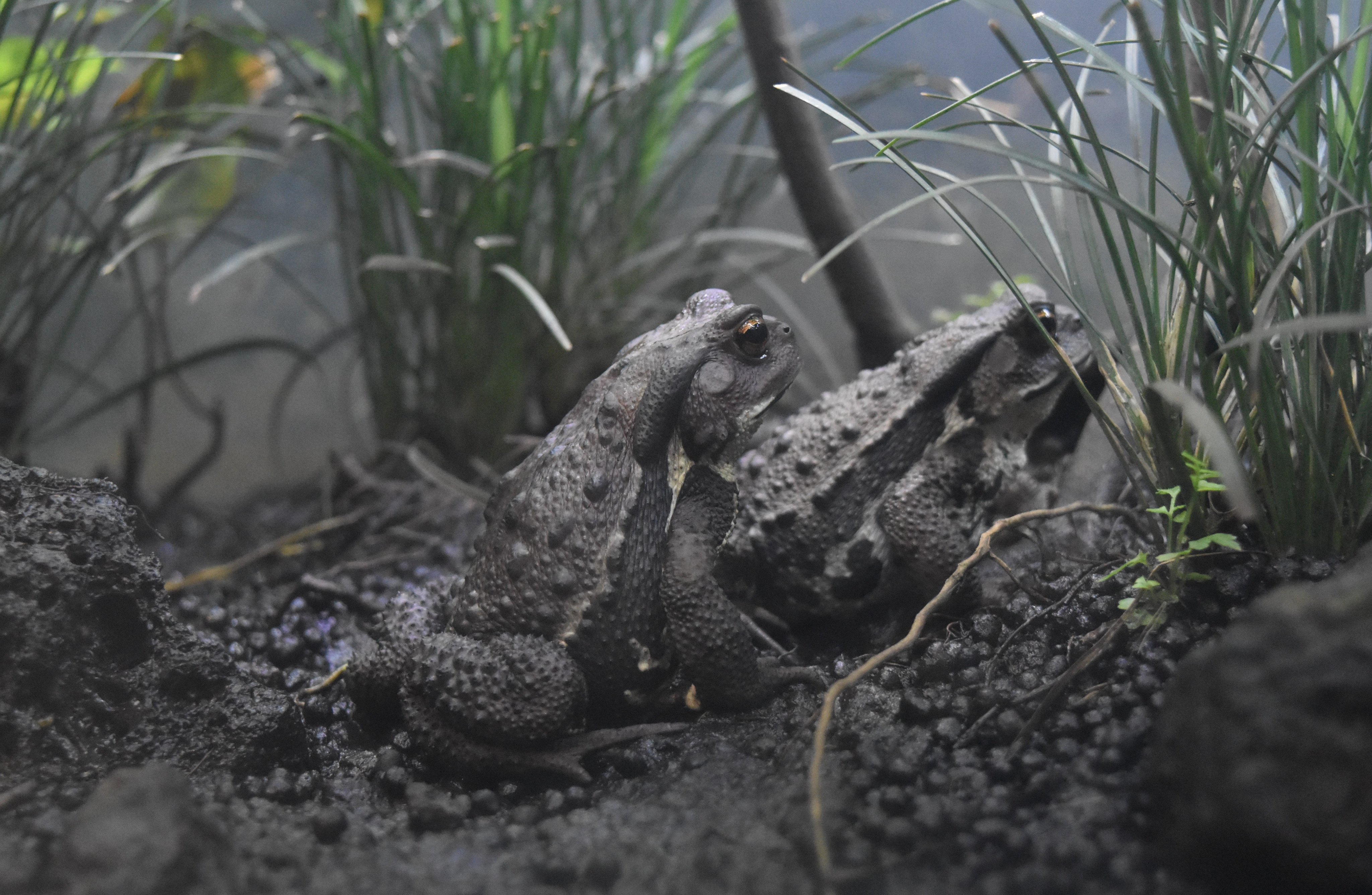 多摩動物公園 公式 アズマヒキガエルは繁殖期になると 池や水たまりなどの湿地に集まり 集団で 蛙 合戦 と言う繁殖行動をします 卵は水の中に産み 子どもも水の中で成長します アズマヒキガエルにとって湿地などの水が多い場所はなくてならない存在