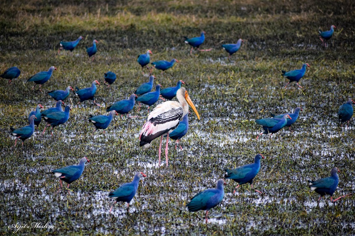 arjit_m's tweet photo. Urban and peri‐ urban wetlands often provide unique and vital benefits to species, humans and people. They are productive ecosystem, cradles of biodiversity upon which countless species of plants and animals depend for survival.
#WorldWetlandsDay2021 @WWFINDIA @cleanganganmcg https://t.co/ZRuoogCdsJ