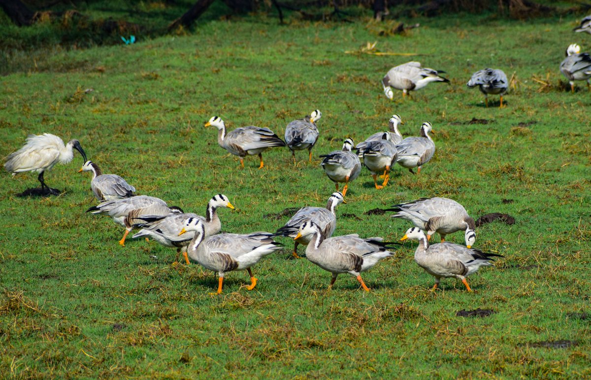 arjit_m's tweet photo. Urban and peri‐ urban wetlands often provide unique and vital benefits to species, humans and people. They are productive ecosystem, cradles of biodiversity upon which countless species of plants and animals depend for survival.
#WorldWetlandsDay2021 @WWFINDIA @cleanganganmcg https://t.co/ZRuoogCdsJ