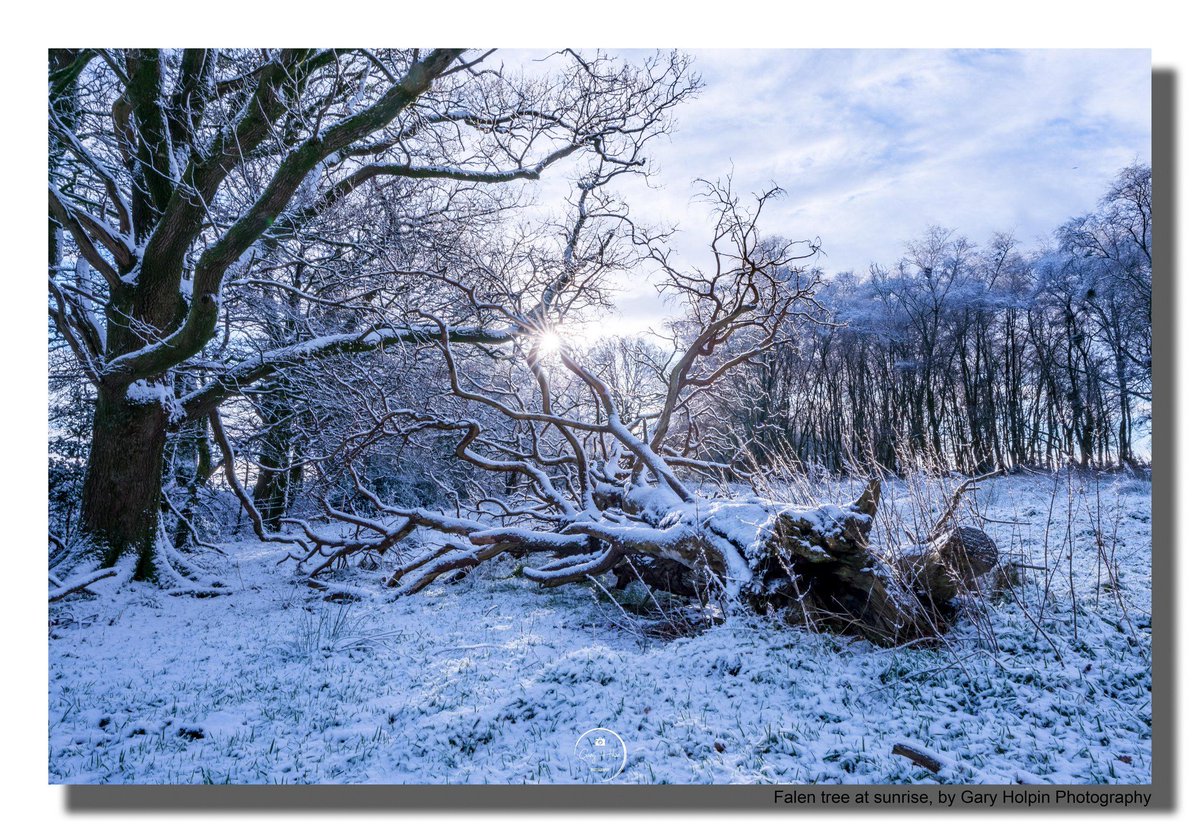 GaryHolpin's tweet photo. Not sure about this one, but there was something special about this fallen tree in the snow, with the morning sun bursting through the trees. The winter light was so beautiful, I just couldn't resist. What do you think?
#Lovedevon 

@StormHour @ThePhotoHour @WestcountryWide https://t.co/mbq6bEJvUN
