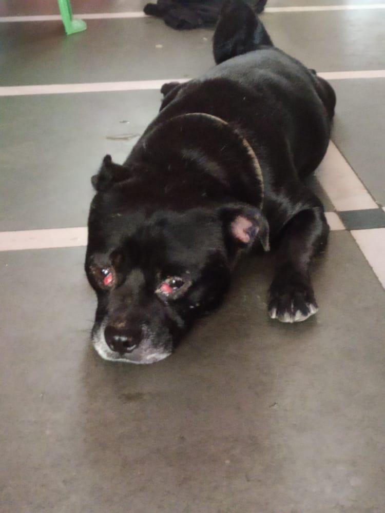 prcf_india's tweet photo. This is Sheru. He was rescued from the streets of Mumbai. Our Volunteer Chetna found him crying in pain while she was on her feeding round. He has infection in both his eyes. This condition is called Cherry Eye. Unfortunately,the only solution is surgery. Please help us #dogs https://t.co/Sth93mNzib