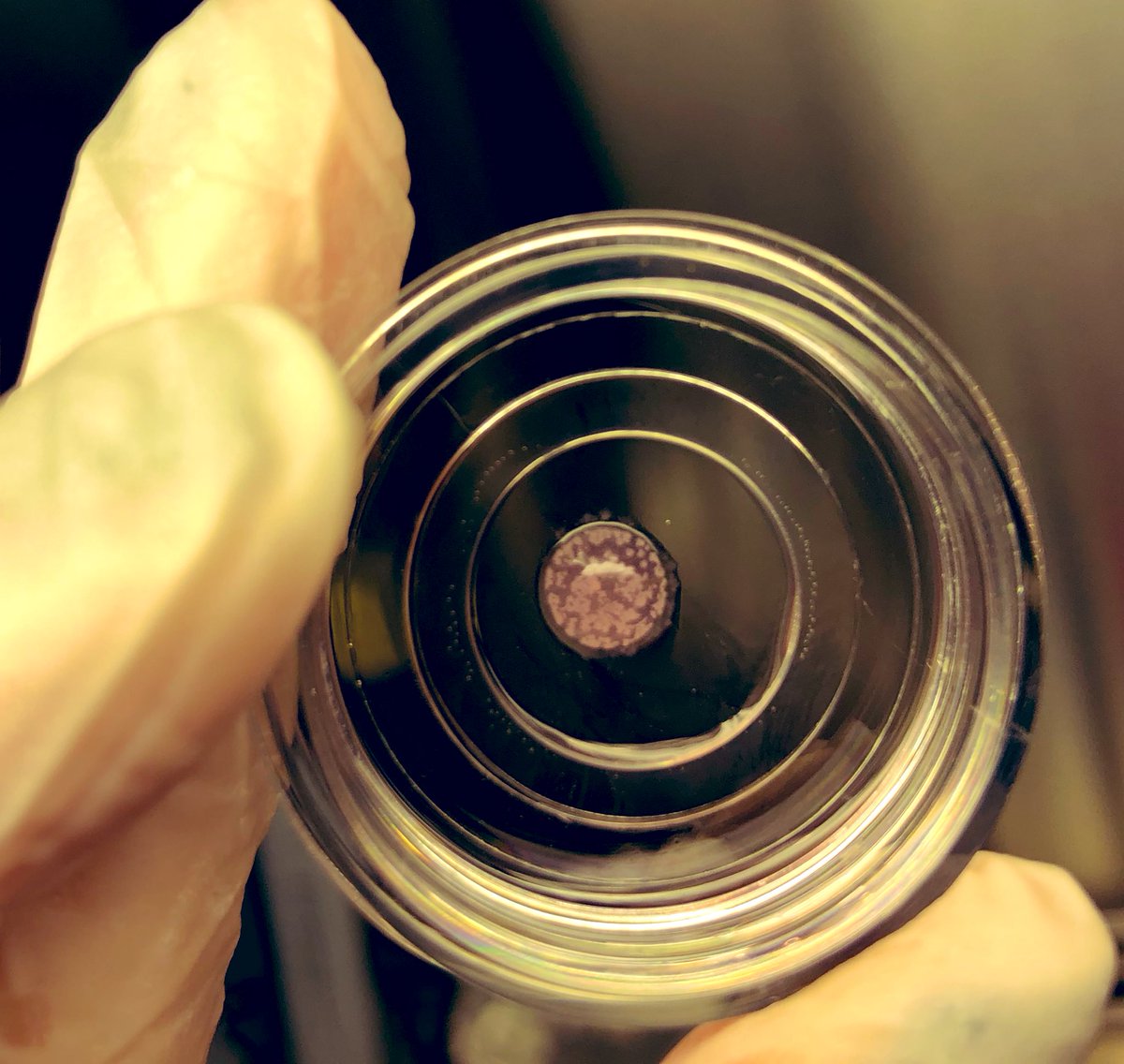 reyhan_ulugol's tweet photo. Bir damlaya sığan yaşam !
A drop of life on the glassbottomdish !
#hepg2cells #3Dculture #matrigeldrop #mükkam #bilimlekal https://t.co/naJFvwe6Gn